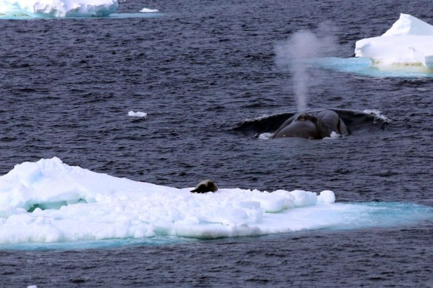 whales-blue-whale-in-antarctica-ckim-collins